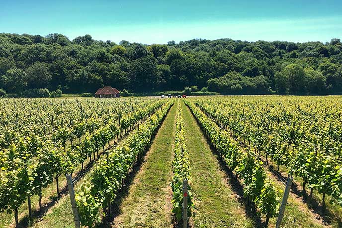 Birchden Vineyard vine rows, Groombridge